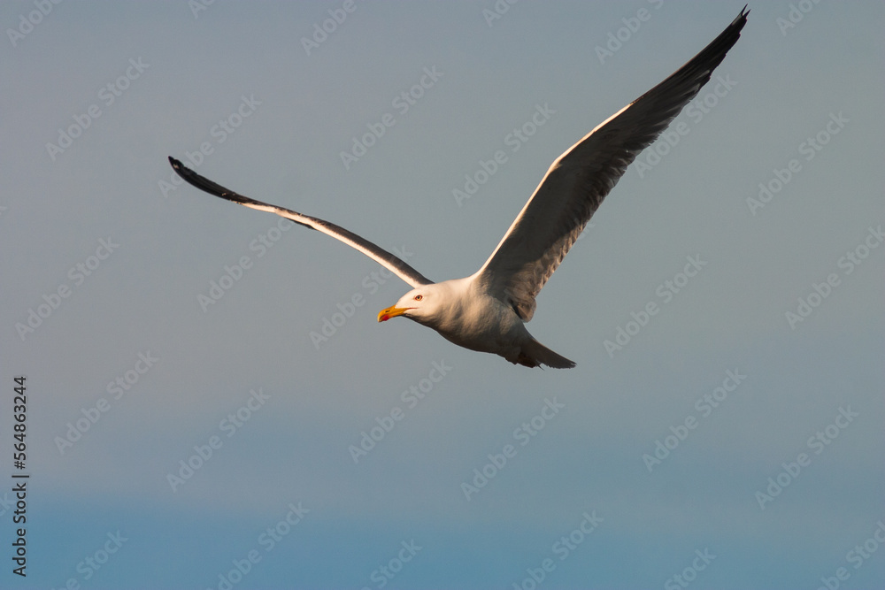 Yellow-legged gull (Larus michahellis) in flight Yellow-legged gull (Larus michahellis) in flight