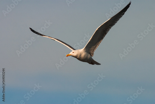 Yellow-legged gull  Larus michahellis  in flight