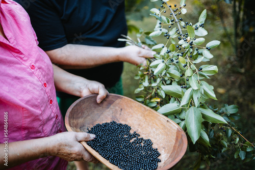 Mapuche people picking superfood maqui berry into wooden tray. Aristotelia chilensis photo