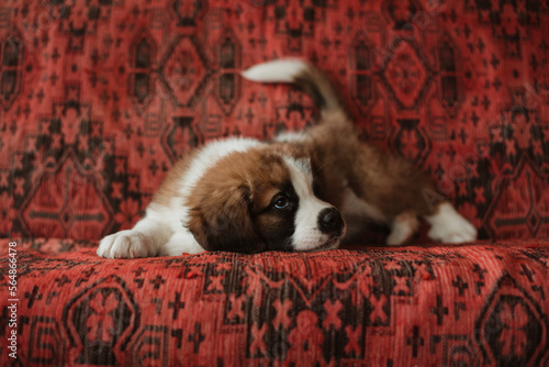 St. Bernard puppy  photo