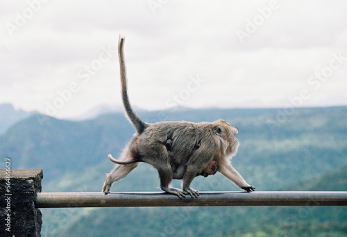 Monkey mother with a baby walking on the rail photo