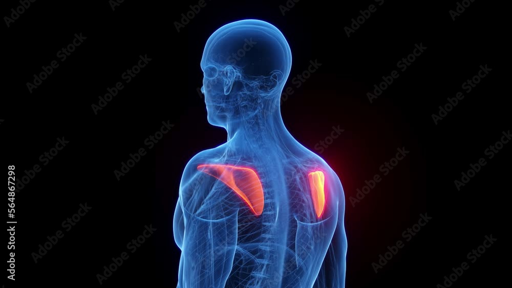 3D rendered medical animation of a man's infraspinatus 3D rendered medical animation of a man's infraspinatus
