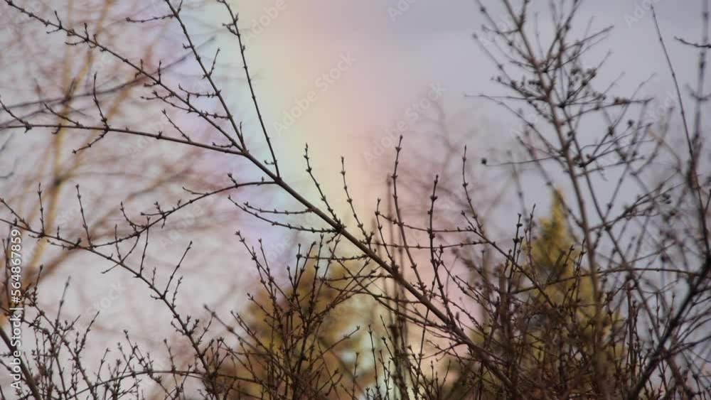 Relaxing Slow Motion Branches with Rainbow Background Relaxing Slow Motion Branches with Rainbow Background