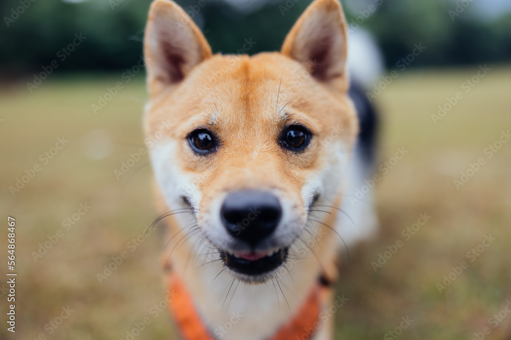 Close up portrait of happy Shiba Inu dog Close up portrait of happy Shiba Inu dog