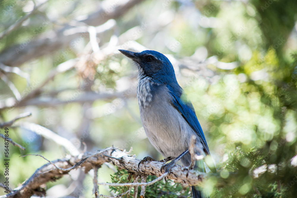 California scrub jay