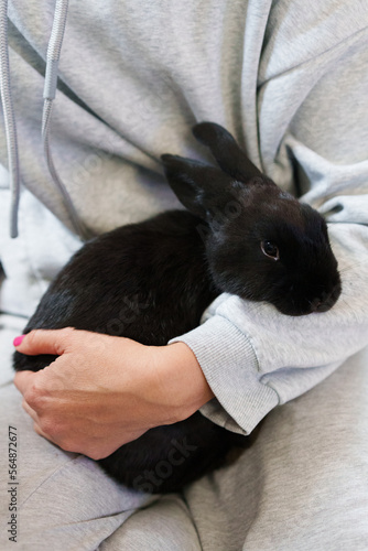 Black rabbit enjoing time with his human photo