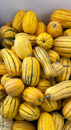 Heap of delicata and other squash