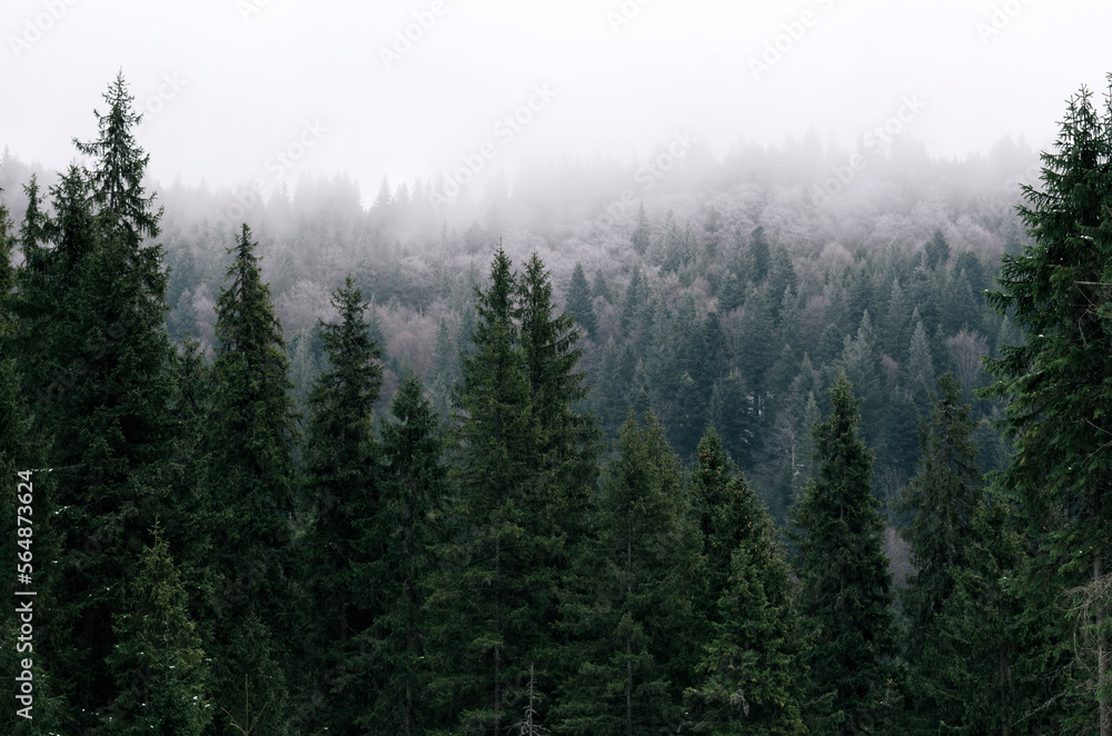 Snow falling over mountain forest Snow falling over mountain forest