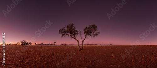 Lonely tree at night in Namibia, Africa.