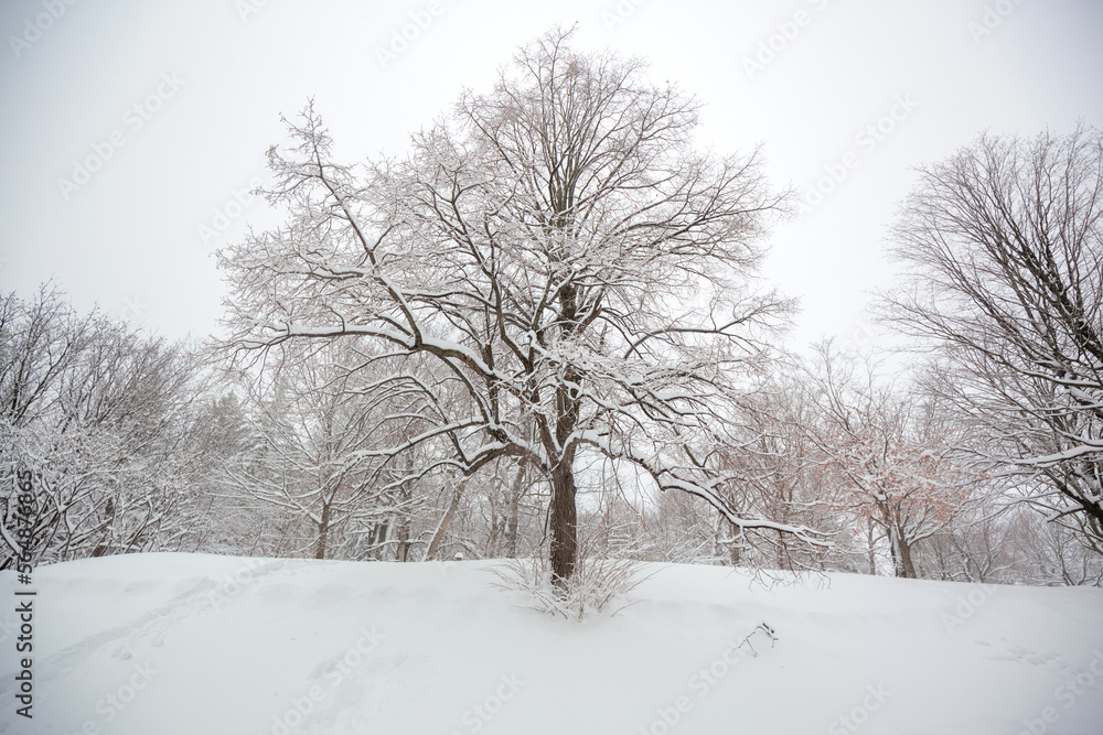 Snowy landscape Mount Royal park, Montreal, Canada Snowy landscape Mount Royal park, Montreal, Canada
