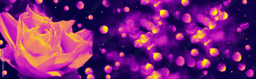 Single rose on colorful background, ethereal toned. Dreamy soft. Artistic image toned in gradient colors. Copy space. Luxury banner Single rose on colorful background, ethereal toned. Dreamy soft. Artistic image toned in gradient colors. Copy space. Luxury banner