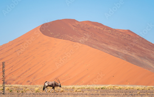 Lonely Oryx in Namib in big dune, Namib desert,  Namibia