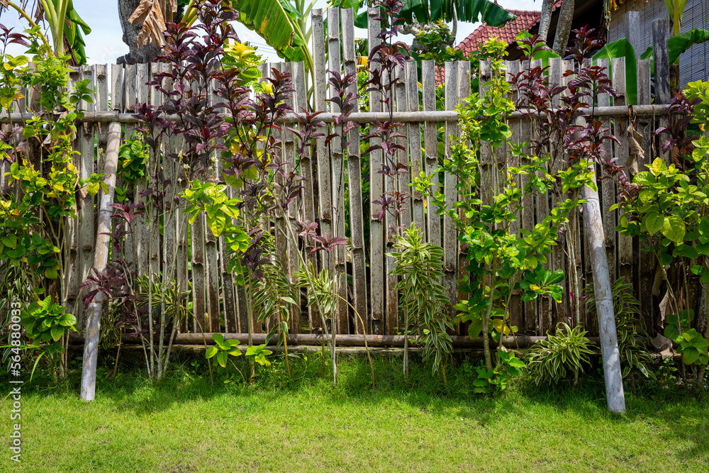 Frontal view of a bamboo fence in a tropical garden with various plants on a sunny day. Botanical background with green meadow in the foreground and bushes Frontal view of a bamboo fence in a tropical garden with various plants on a sunny day. Botanical background with green meadow in the foreground and bushes