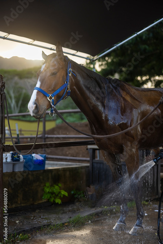 Girl washing brown horse outdoors with shampoo.