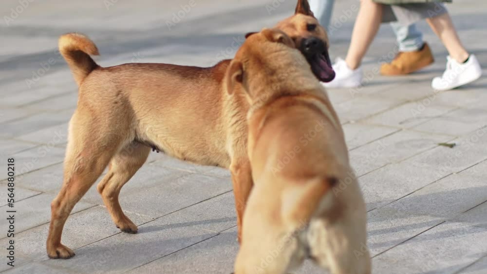 Two Carolina Dogs playing and fighting together while biting each other in Hong Kong streets