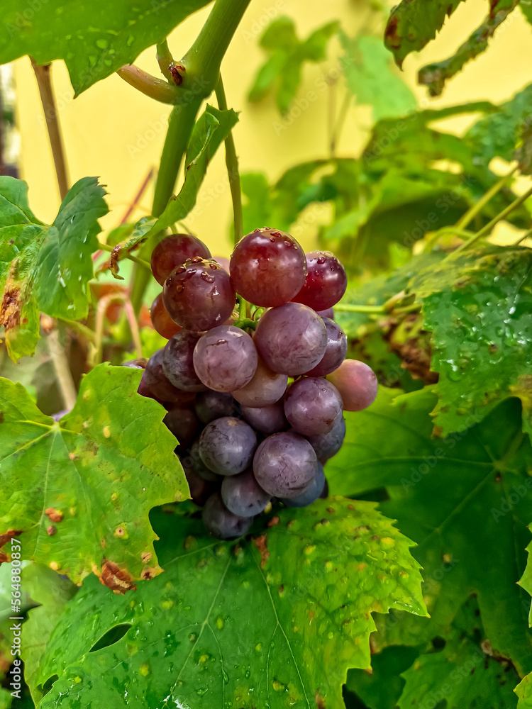 Growing grapes in the garden