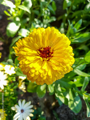 Close-up to yellow Calendula flower in a flowerbed in a garden