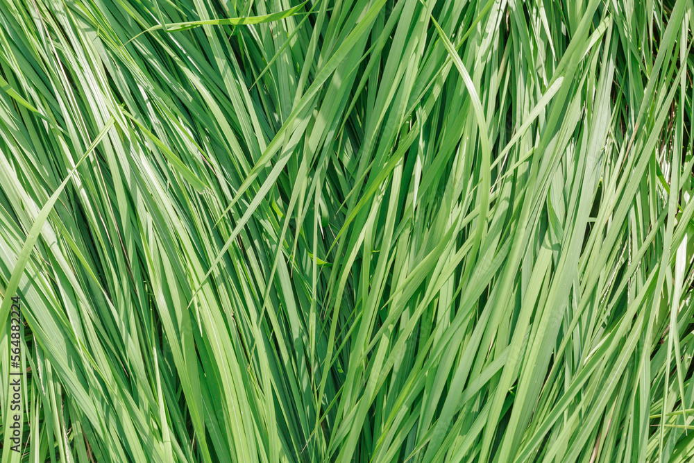 Green grass leaves swaying in the wind. Green grass leaves swaying in the wind.