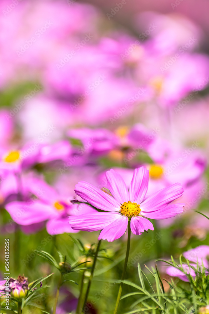 Cosmos flowers in nature, sweet background, blurry flower background, light pink and deep pink cosmos use it as an illustration for decoration and agriculture. Cosmos flowers in nature, sweet background, blurry flower background, light pink and deep pink cosmos use it as an illustration for decoration and agriculture.