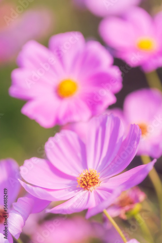 Pretty pink cosmos in flower in the garden