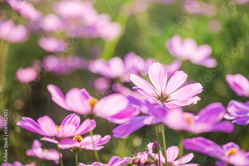 Pretty pink cosmos in flower in the garden