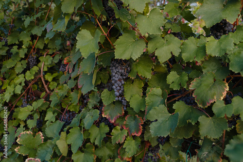 Italian black grapevine