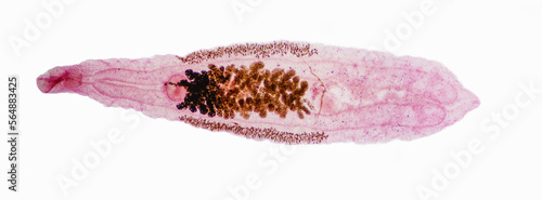Clonorchis sinensis adults micrograph photo