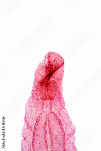 oral sucker  of Clonorchis sinensis adults micrograph photo