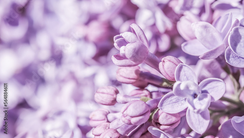 Purple terry Lilac flower petals. Macro flowers background for holiday design. Soft focus