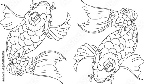 koi carp vector isolate for tattoo.Japanese carp drawing.Hand drawn line art of fish (Koi carp). Vector isolated. Idea for tattoo and coloring books.