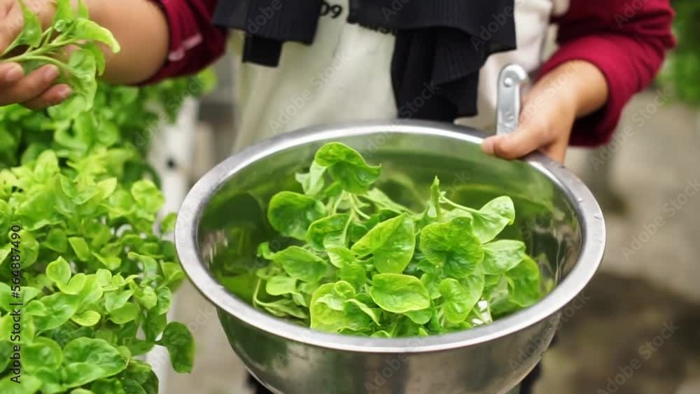 Harvesting spinach in a narrow field with hydroponic technology, close up of asian woman's hands harvesting green spinach leaves Harvesting spinach in a narrow field with hydroponic technology, close up of asian woman's hands harvesting green spinach leaves