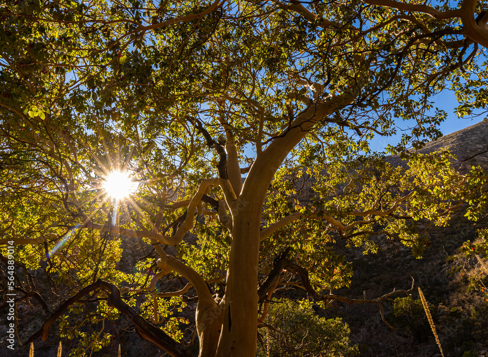 Obraz premium Sunburst Through Texas Madrone Tree in McKittrick Canyon, Guadalupe Mountains National Park, Texas, USA