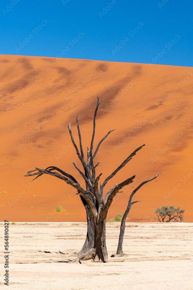 Dead trees and dunes with blue sky in desert, Namibia, Africa. Dead trees and dunes with blue sky in desert, Namibia, Africa.