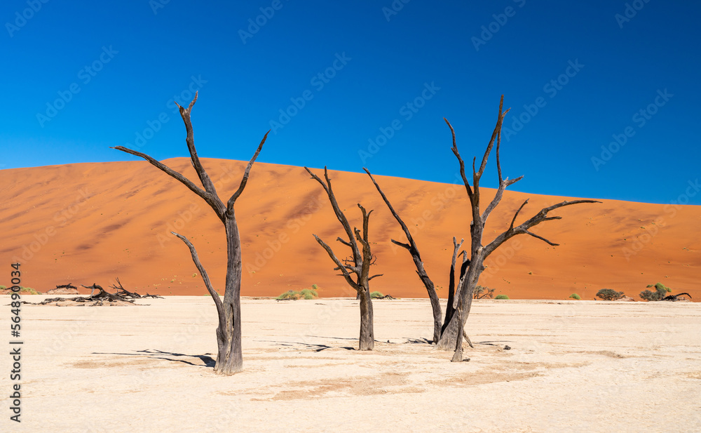 Dead trees and dunes with blue sky in desert, Namibia, Africa.