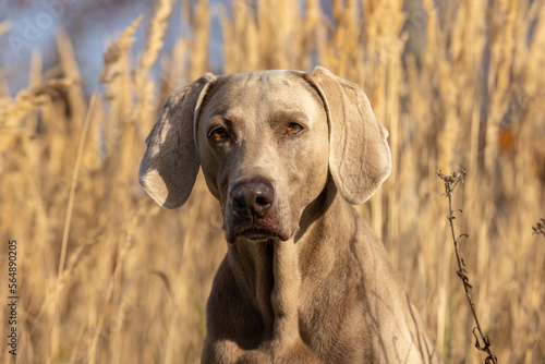 portrait of a weimaraner dog in the field