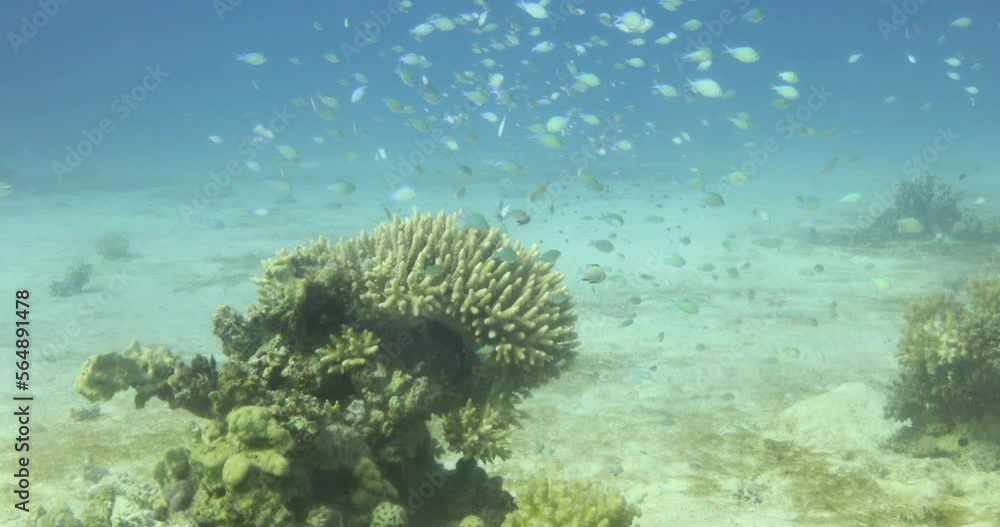 Acropora coral in the Reef, known as table coral, elkhorn coral, and