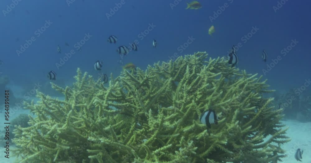 Acropora coral in the Reef, known as table coral, elkhorn coral, and
