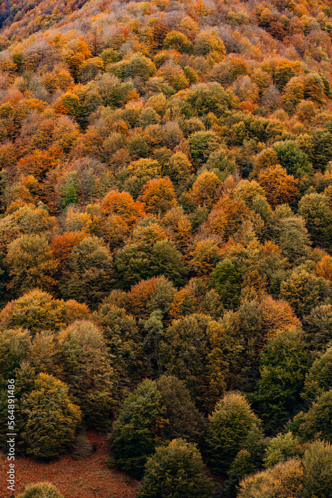 beech forest beech forest