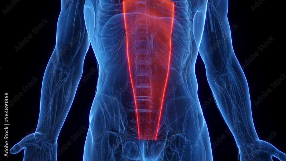 3D rendered medical animation of a man's rectus abdominis 3D rendered medical animation of a man's rectus abdominis