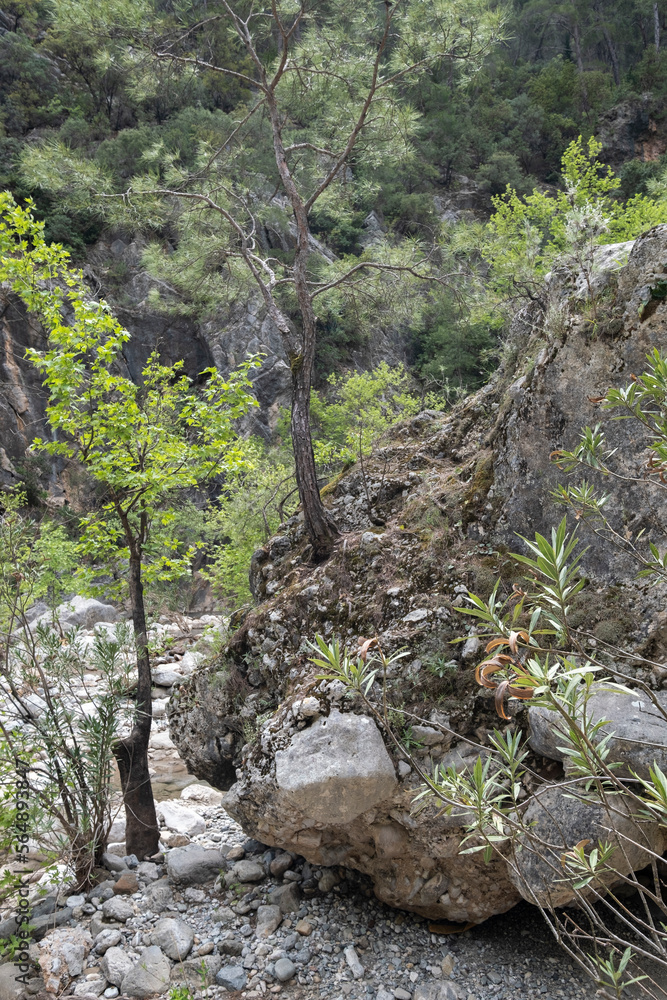 Obraz premium trees in the rocks