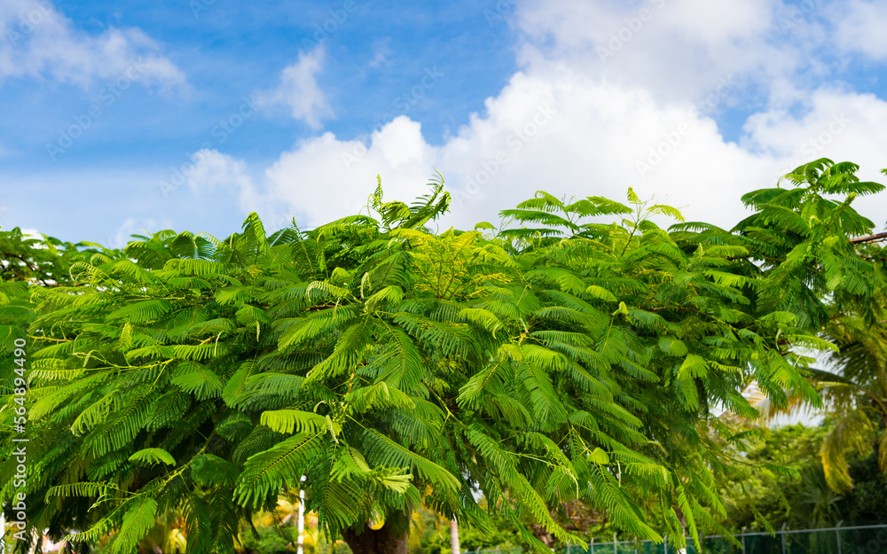 exotic tropical tree. exotic tropical tree with leaves. exotic tropical tree in nature. exotic tropical tree. exotic tropical tree with leaves. exotic tropical tree in nature.