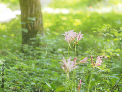 森の中で咲いている野草