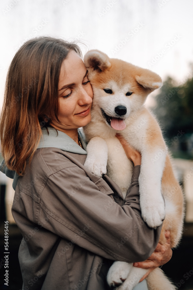 Portrait of a cute puppy Akita inu Portrait of a cute puppy Akita inu