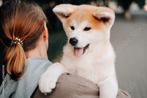 Portrait of a cute puppy Akita inu photo