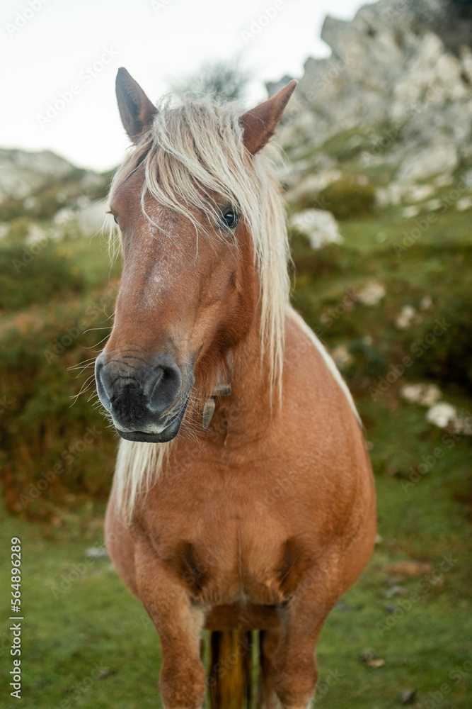 free horse in the mountains free horse in the mountains