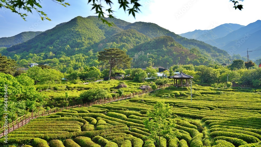 custom made wallpaper toronto digitalSpring scenery of tea fields in Hadong, South Korea