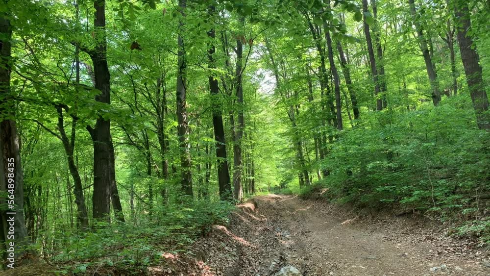 Panoramic view of forest. dirt road in europe. Panoramic view of forest. dirt road in europe.