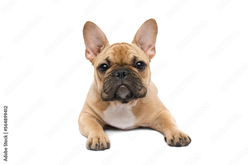 French bulldog lying with paws, looking in camera on isolated white background, front view
