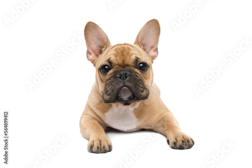 French bulldog lying with paws, looking in camera on isolated white background, front view © seregraff