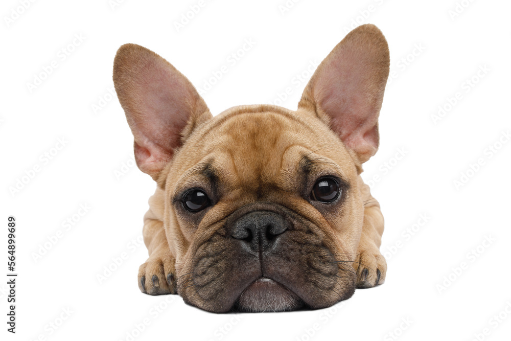 Closeup French bulldog lying and waiting, looking in camera on isolated white background, front view